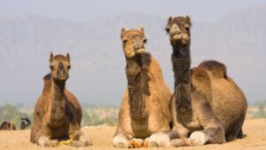 Camel Care: ऊंट पालकों के ठंड ने बढ़ाई मुश्किलें, ऊंट को शीतलहर से बचाने के लिए ये उपाय अपनाएं