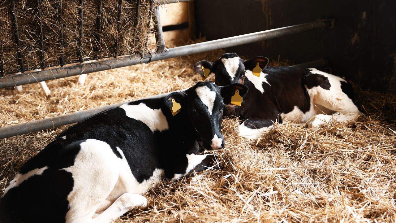 Dairy Animals Are Most Affected By Harsh Winter These Simple Measures Increase Milk Production