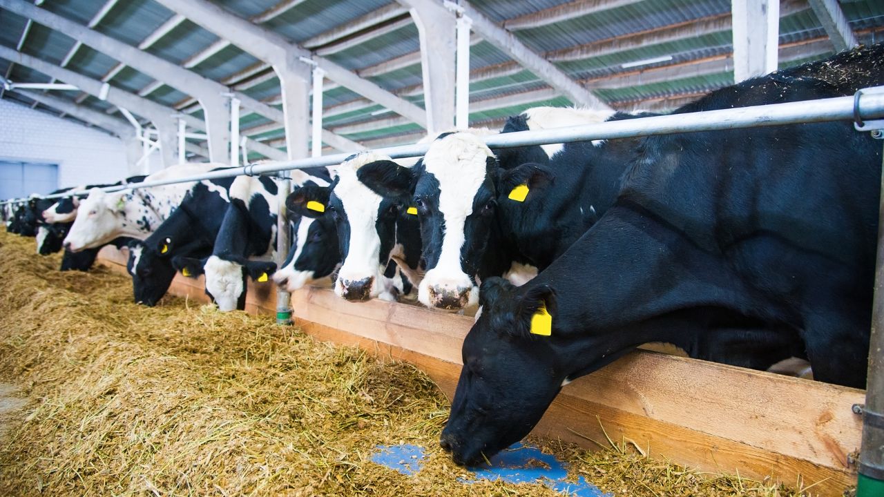 Cattle Care In Winter Season Animal Feeds And Diet To Increase Milk Production And Reduce Diseases Pashuon Ki Dekhbhal Sardi Me