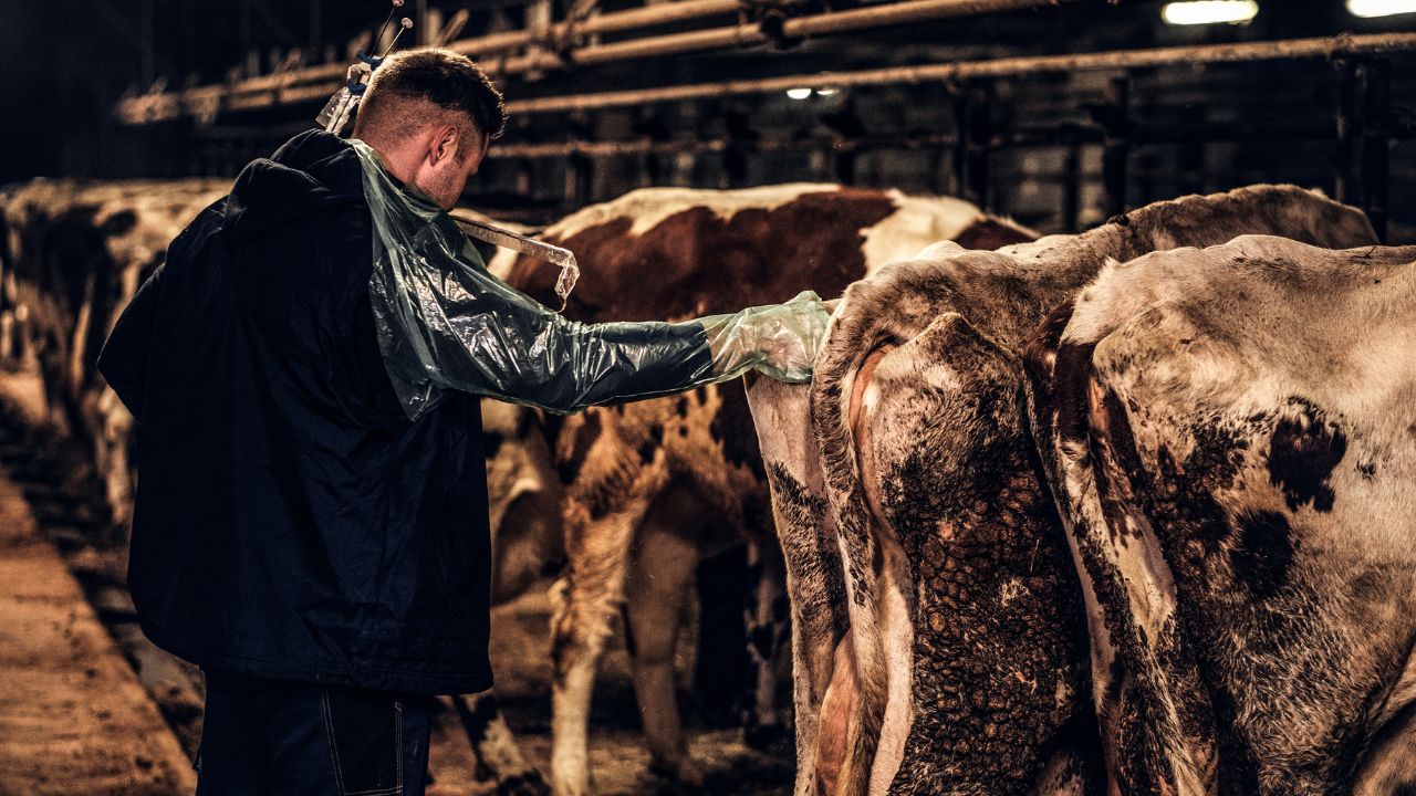 Artificial Insemination Improve Cow Breeds Increase Milk Production And Ensure Healthy Calf