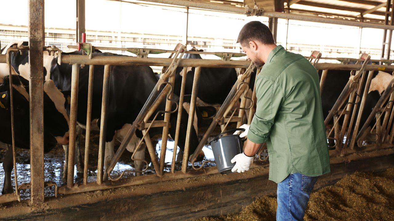 पशुपालकों को अब इलाज के लिए नहीं जाना पड़ेगा शहर, 774 नए कर्मचारी गांवों में करेंगे पशुओं की देखभाल