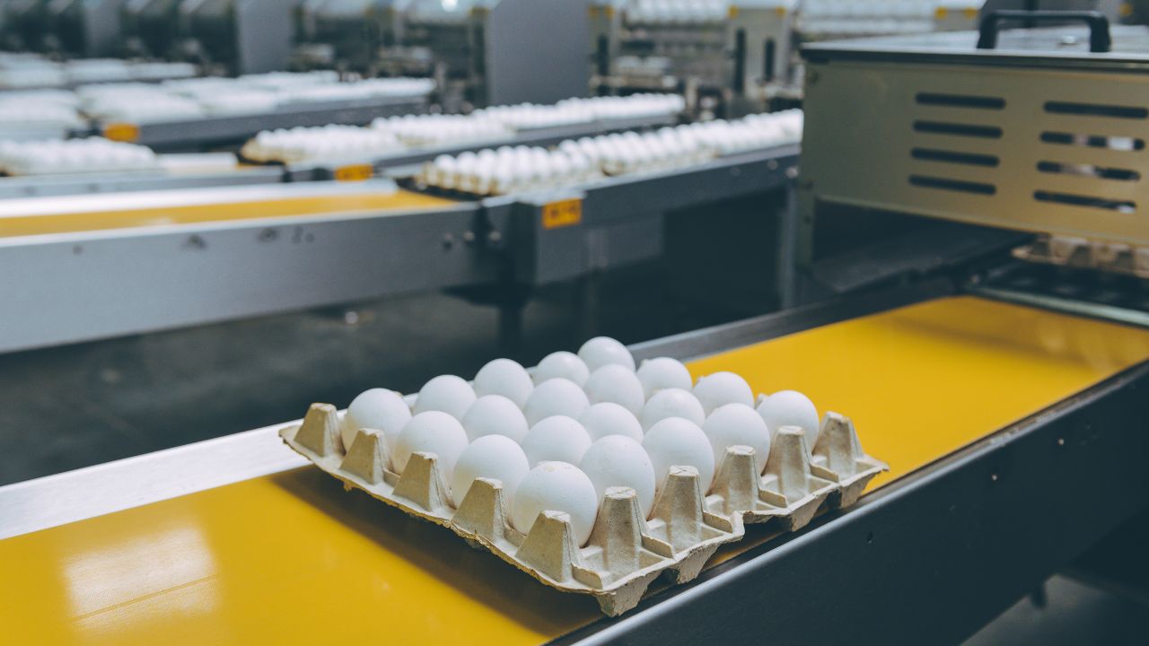 Bihar Excels Milk Egg And Meat Production Surpassing National Average Establish New Identity