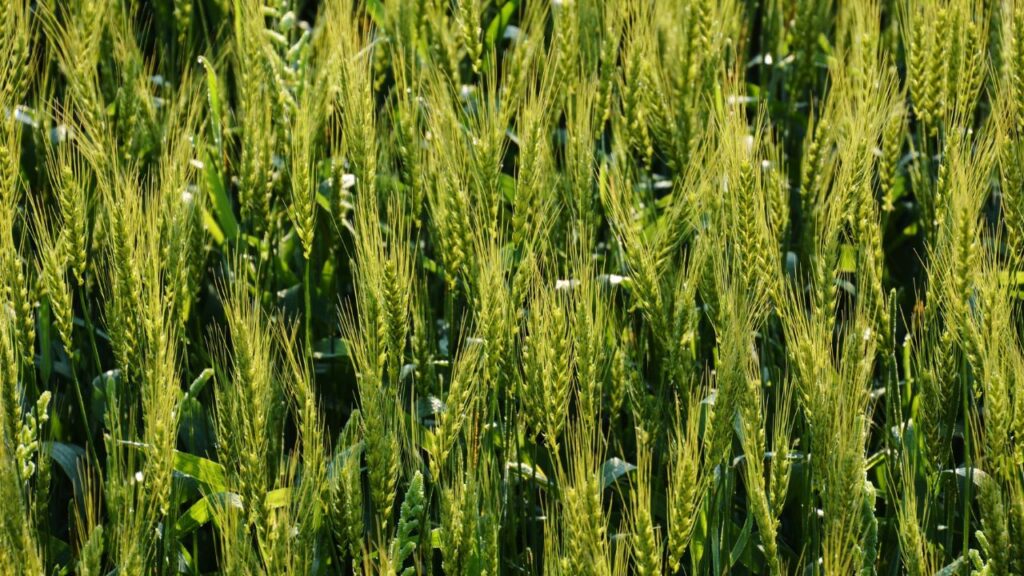 Wheat Cultivation