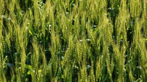 Wheat Late Variety: नवंबर छूट गया तो चिंता नहीं, दिसंबर की खास गेहूं वैरायटी देगी बढ़िया उत्पादन