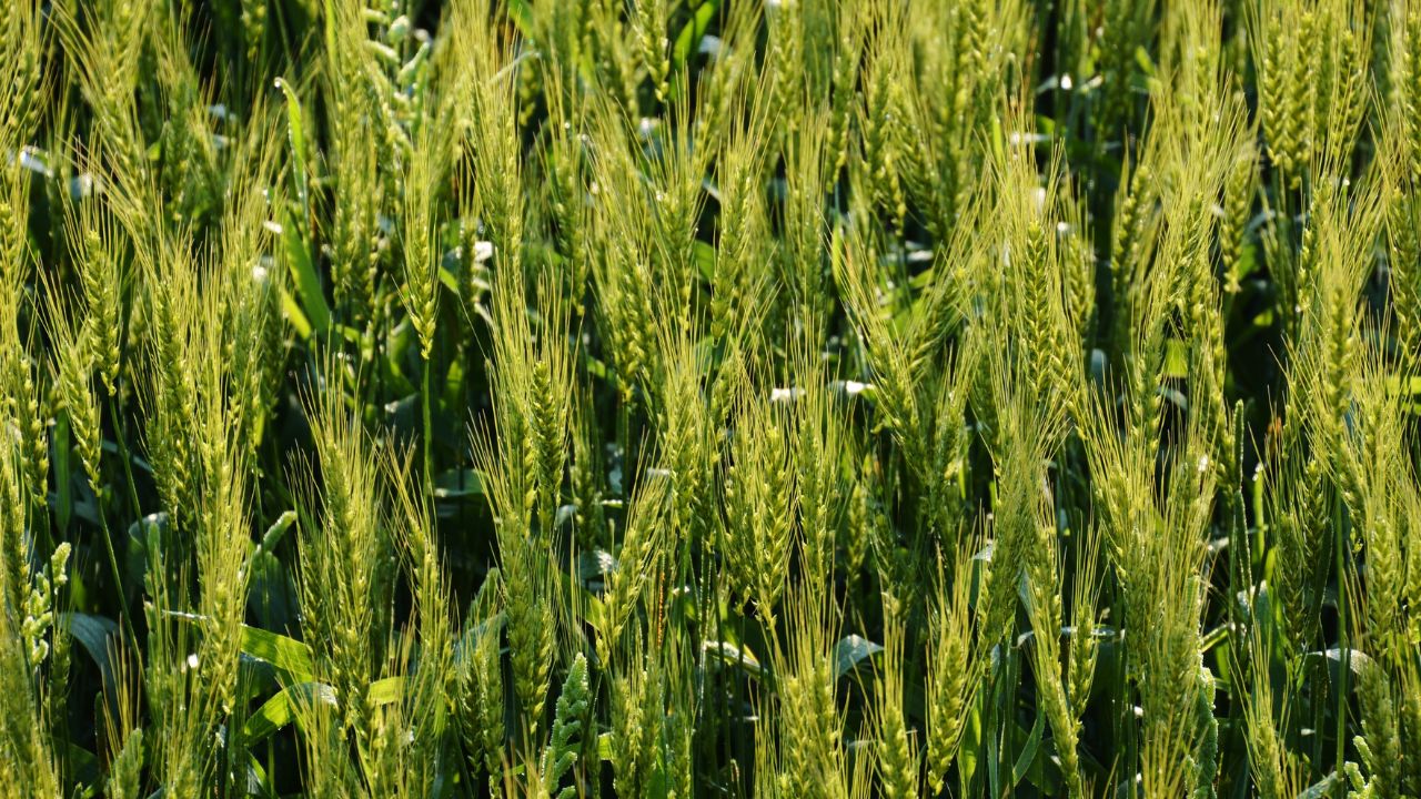 Wheat Sowing Wheat Sowing Correct Method Wheat Mustard Sowing