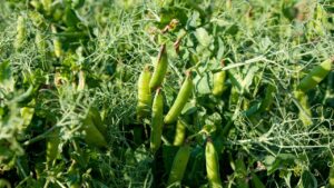 Pea Farming: ठंड और पाले का भी मटर पर नहीं होगा कुछ असर, अपनाएं ये फॉर्मूला.. बढ़ जाएगी पैदावार
