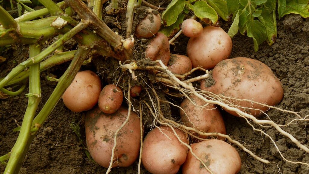 Potato Farming