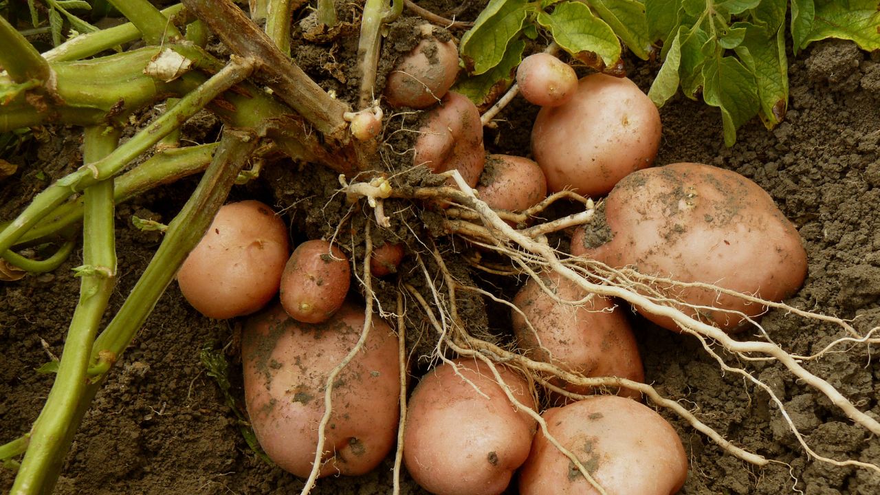 Small Change In Potato Farming Double Yield And Increase Profit Aloo Ki Kheti