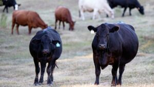 90 फीसदी बछिया का वादा.. कम खर्च में ज्यादा फायदा, गाय पालन में आई नई वैज्ञानिक क्रांति 90 फीसदी बछिया का वादा.. कम खर्च में ज्यादा फायदा, गाय पालन में आई नई वैज्ञानिक क्रांति