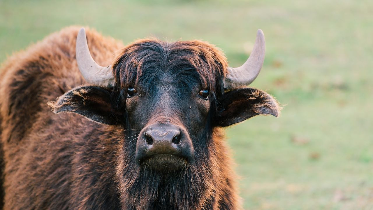 Samunnat Pashu Prajanan Yojana Farmers Buy Buffalo Breeder At 75 Percent Subsidy From Madhya Pradesh Government