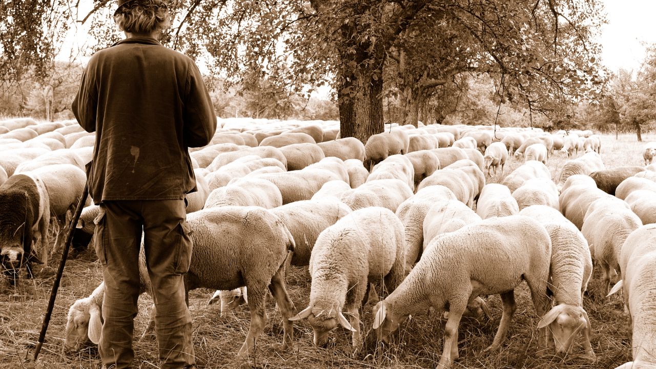 Sheep Farming: कम खर्च में बड़ा मुनाफा, देसी भेड़ पालन का ऐसा फॉर्मूला जो बदल देगा आपकी सोच