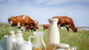 गौ-संरक्षण के लिए सालाना बजट बढ़ाकर 505 करोड़ किया, गाय पालक किसानों की आय बढ़ेगी गौ-संरक्षण के लिए सालाना बजट बढ़ाकर 505 करोड़ किया, गाय पालक किसानों की आय बढ़ेगी