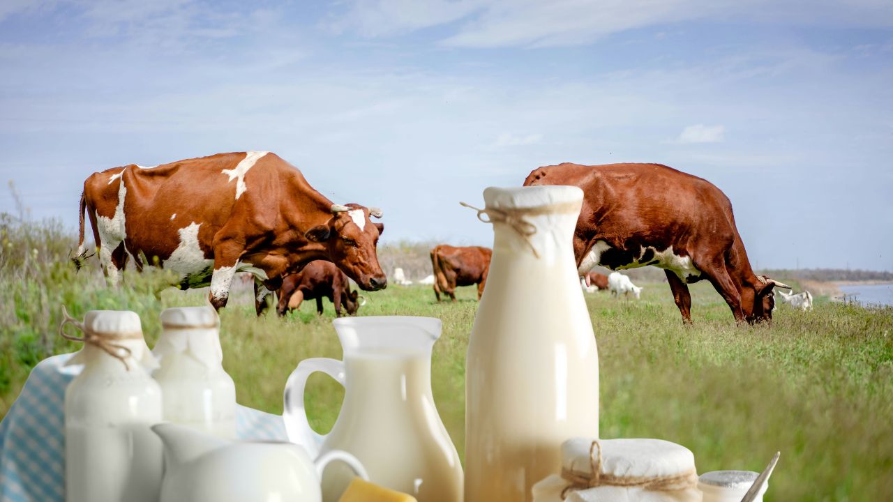 New Beginning Animal Husbandry Madhya Pradesh Milk Production Increase And Cow Shelters Increase Income Farmers