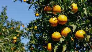 सर्दियों में संतरे की फसल क्यों होती है खराब? माइट्स और गमोसिस से बचाव की पूरी जानकारी