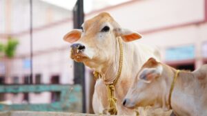 शीतलहर में लापरवाही पड़ सकती है भारी, जानें गाय-भैंस को ठंड से बचाने के आसान देसी उपाय