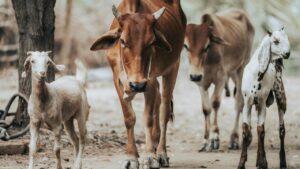 ठंड में दूध घटने से परेशान हैं किसान? घर पर बना देसी लड्डू देगा गाय-भैंस को ताकत ठंड में दूध घटने से परेशान हैं किसान? घर पर बना देसी लड्डू देगा गाय-भैंस को ताकत