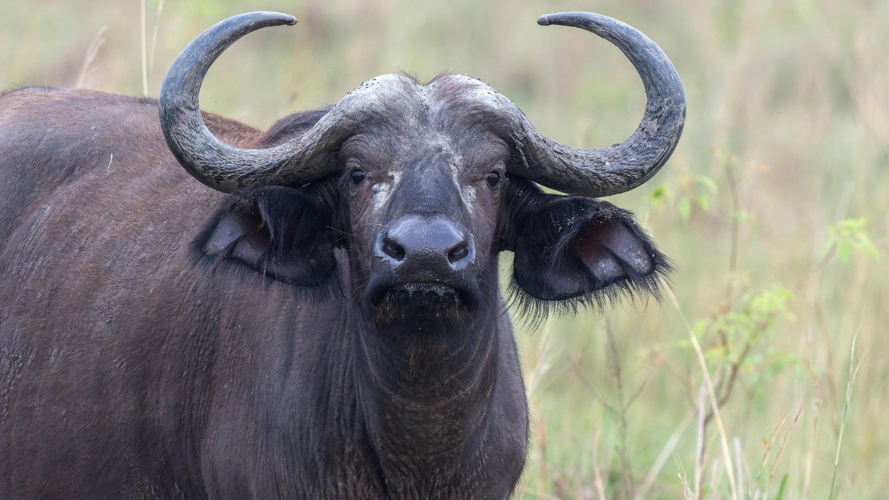 Want Earn More With Less Expense Learn About Specialties Banni Buffalo Which Has Become Favorite Among Dairy Farmers