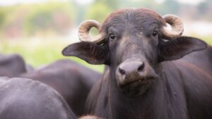 कम खर्च में पक्का मुनाफा! नागपुरी भैंस से बदलेगी डेयरी की किस्मत, सालाना देती है 1200 लीटर दूध