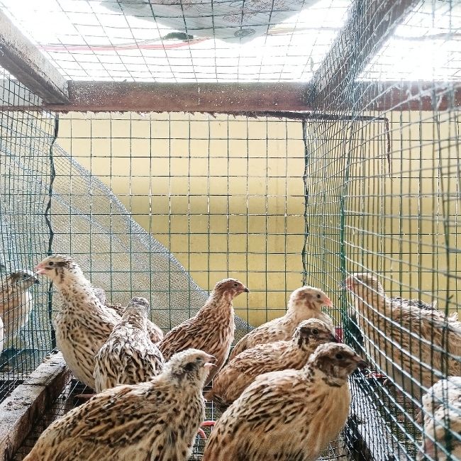 Poultry Farming
