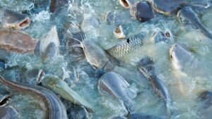 Fish Farming: ठंड में भी मछली पालन से होगी बंपर कमाई? बस इस तरह करें देखभाल