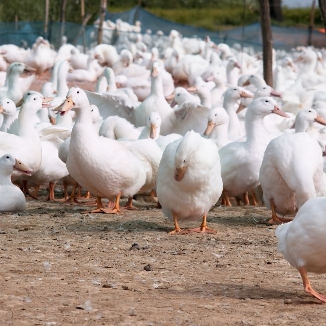 Poultry Farming