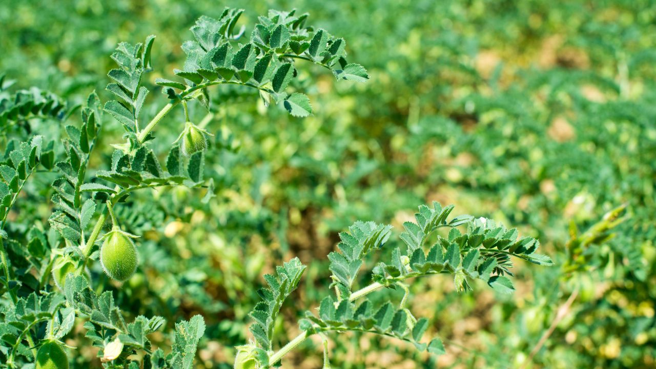 Chickpea Crops Are Risk Frost In Harsh Winter And Farmers Are Protecting Them With Indigenous Smoke