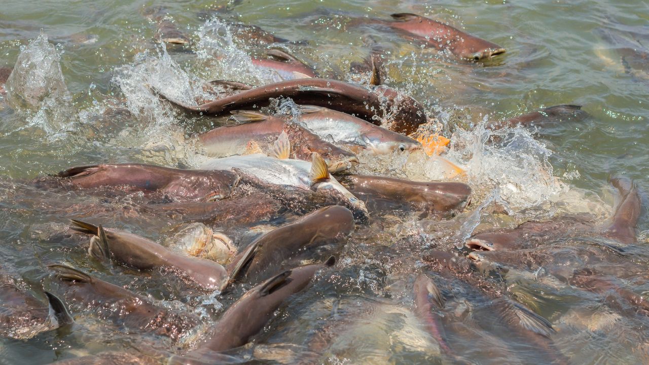 कम लागत में मछली पालन का बड़ा फायदा, सिंगल कांटे की मछली दिला रही जबरदस्त मुनाफा!