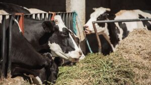 अब गौपालन बनेगा फायदे का सौदा.. सरकार की योजना से मिलेगी 8 लाख तक मदद, जानें पूरी योजना अब गौपालन बनेगा फायदे का सौदा.. सरकार की योजना से मिलेगी 8 लाख तक मदद, जानें पूरी योजना