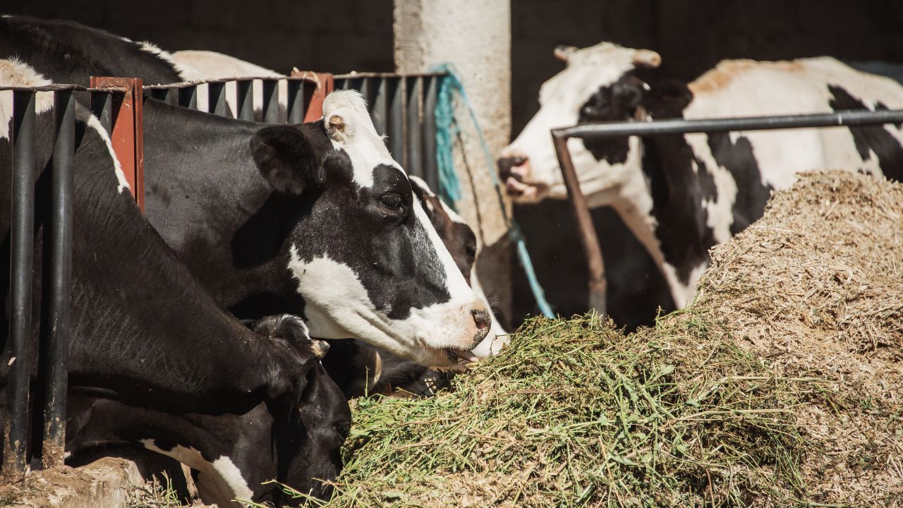 अब गौपालन बनेगा फायदे का सौदा.. सरकार की योजना से मिलेगी 8 लाख तक मदद, जानें पूरी योजना