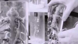 गाय-भैंस और गधी नहीं, इस छोटे से जानवर का दूध बिकता है 20 लाख रुपये लीटर!