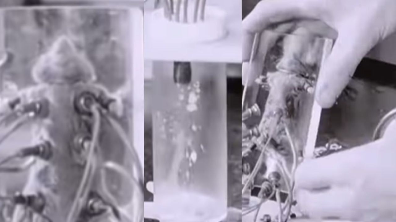 World Costliest Milk This Small Animal Sold Rs 20 Lakh Per Litre