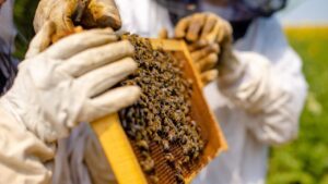 शहद से बहुत महंगा बिकता है मधुमक्खी का जहर.. करोड़ों में है कीमत, जानें कारण