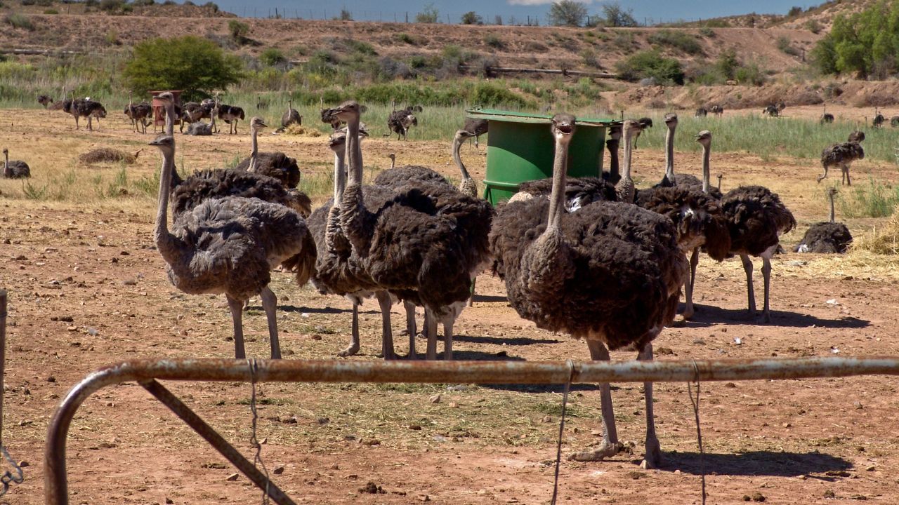 खेती से आगे बढ़े किसान, शुतुरमुर्ग पालन से हर महीने हजारों-लाखों की कमाई का नया मौका