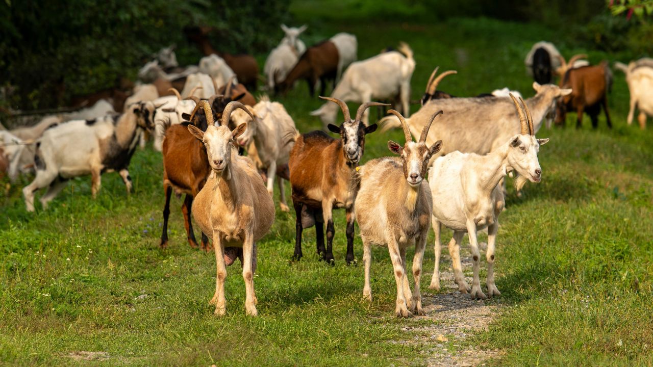 Are Your Goats Getting Sick Frequently How Protect Them From These Common Diseases And Prevent Losses