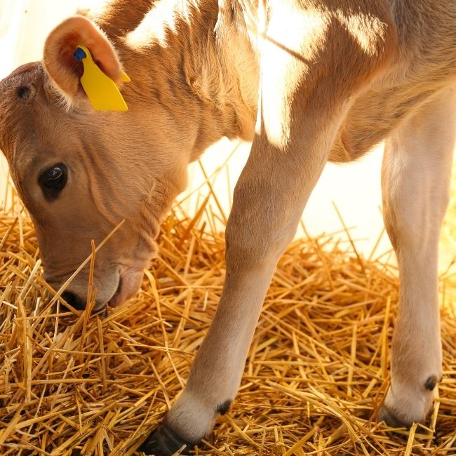 Pashupalan Khurak Chart, Cow Feeding Chart, Buffalo Feeding Chart