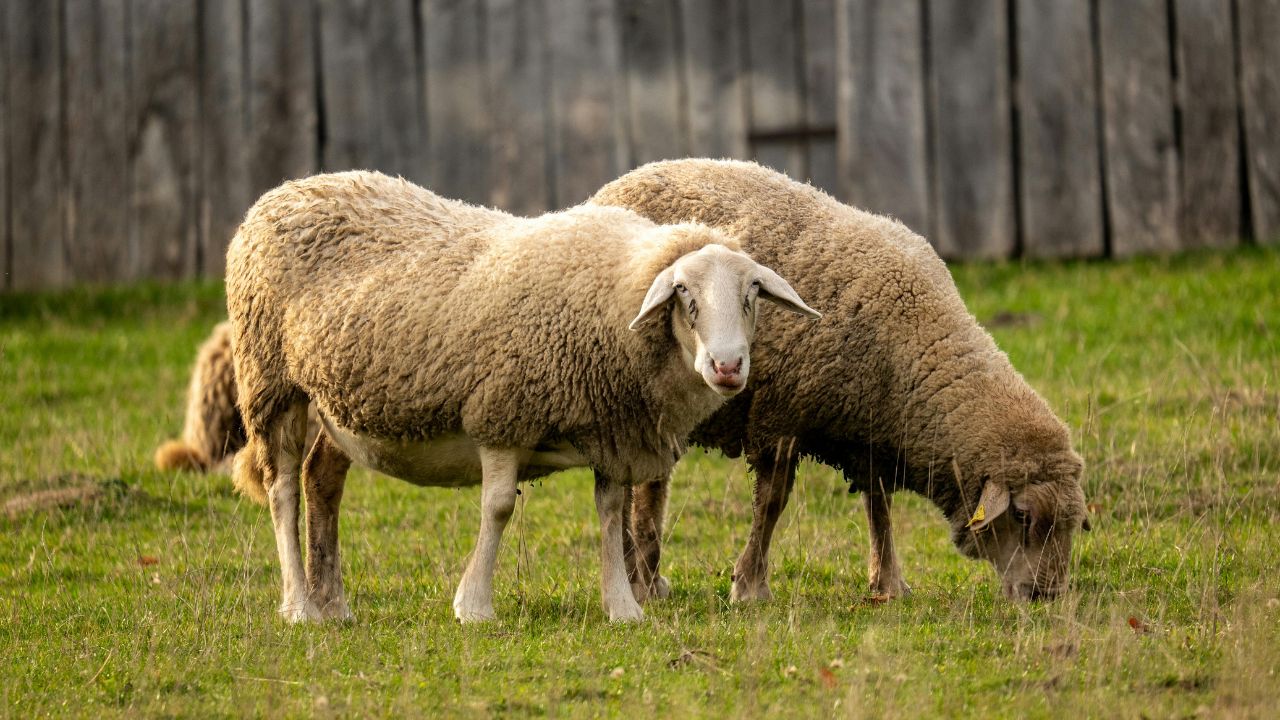 Big Profits With Low Risk Sheep Farming Becoming Reliable Source Of Income For Farmers