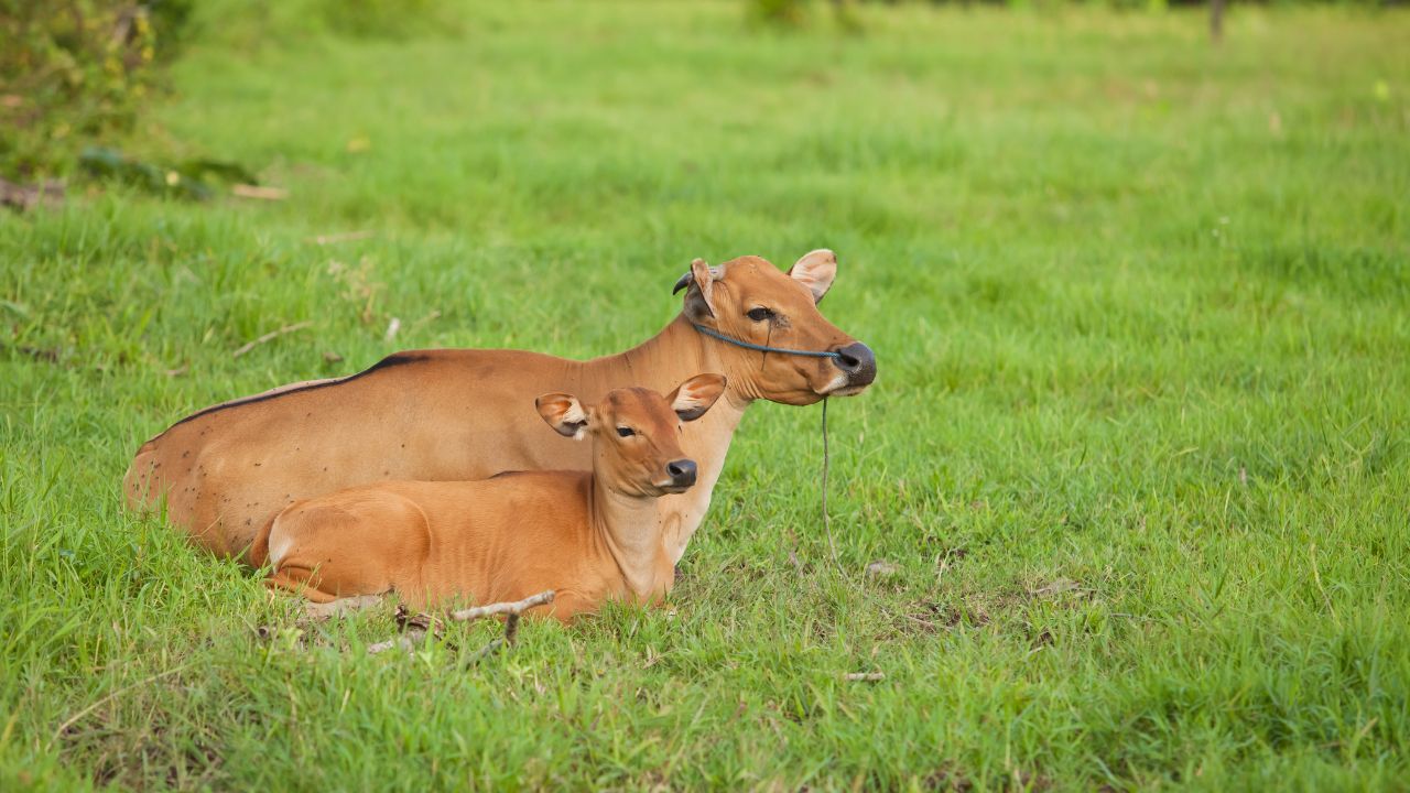 How Protect Health Animals During Cold Wave Bihar Government Outlined Simple And Essential Measures