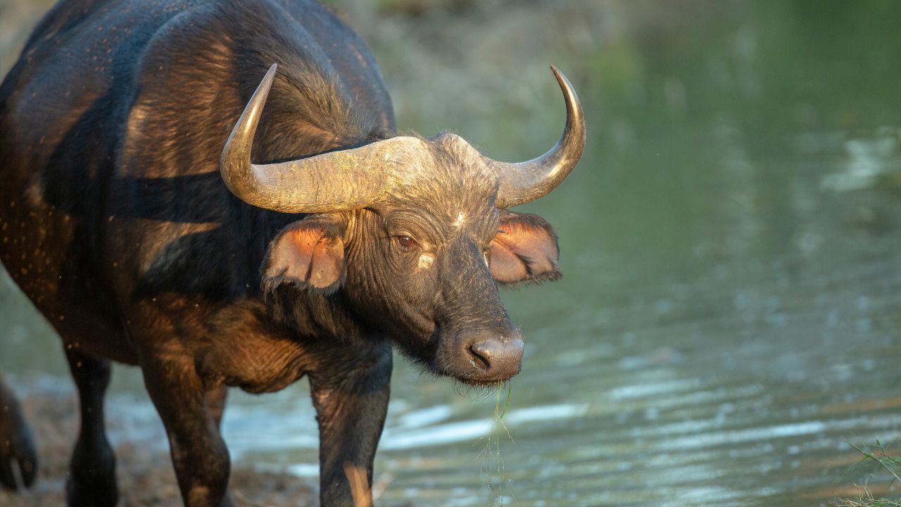 Buffaloes Producing Over 1200 Litres Milk Are Increasing Income Dairy Farmers Every Village