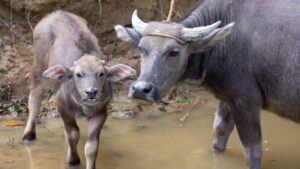 डेयरी बिजनेस में मुनाफा बढ़ाना है? तो इस भैस का करें पालन..रोज देती 15 लीटर दूध डेयरी बिजनेस में मुनाफा बढ़ाना है? तो इस भैस का करें पालन..रोज देती 15 लीटर दूध