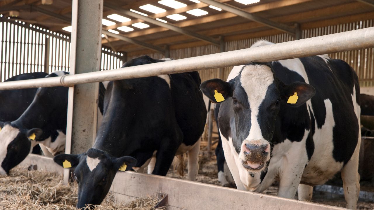 Gopal Credit Card Scheme Now Not Moneylenders But Government Provide Money Livestock Farmers Will Receive Loan Of Up To 1 Lakh Rupee Without Interest