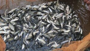 Fish Farming: अब कम जमीन भी बनेगी कमाई का जरिया, पॉन्ड लाइनर बढ़ा रहा मछली पालकों का उत्पादन