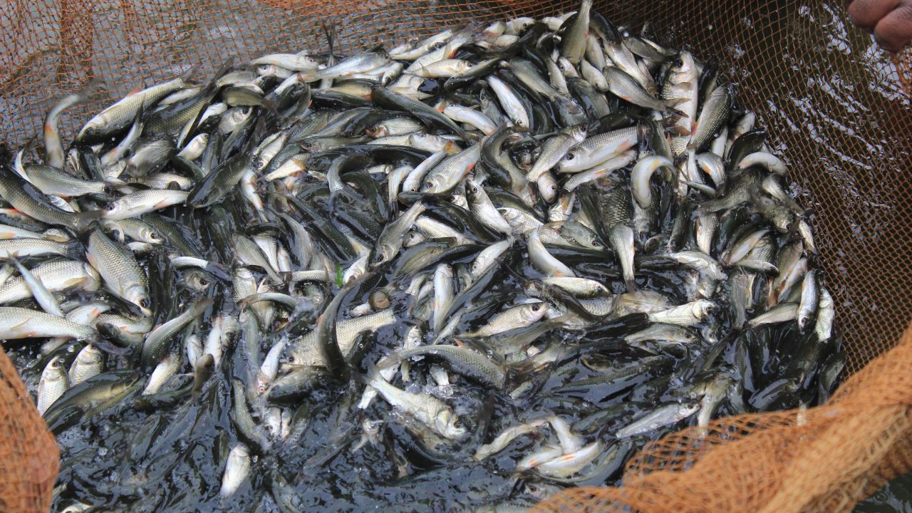 Fish Farming: अब कम जमीन भी बनेगी कमाई का जरिया, पॉन्ड लाइनर बढ़ा रहा मछली पालकों का उत्पादन