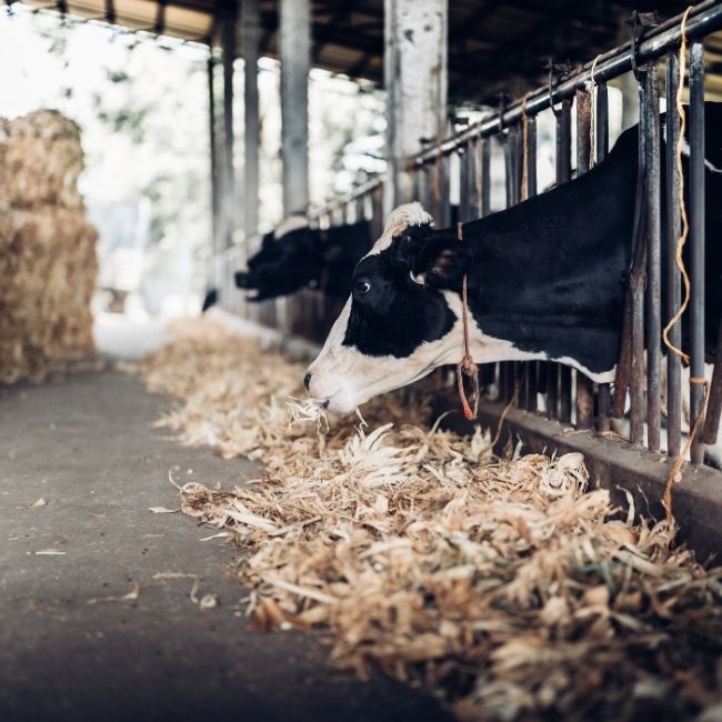 Pashupalan Khurak Chart, Cow Feeding Chart, Buffalo Feeding Chart