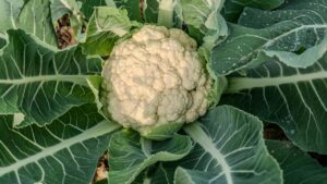 फूलगोभी किसानों का खेल बिगाड़ रही खतरनाक बीमारी, पत्ते जंगल जैसे.. फूल जीरो! ऐसे बचाएं फसल