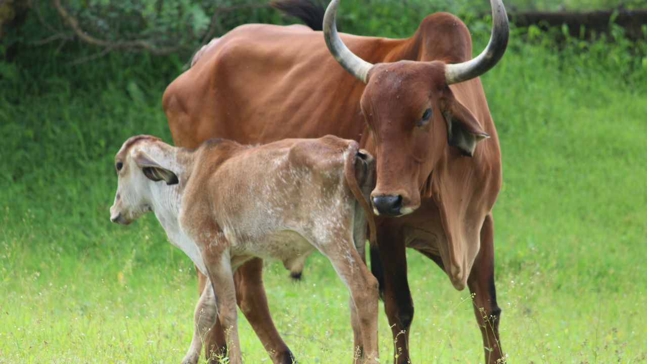 Desi Gay Palan 3 Indigenous Cows Leaving Buffaloes Behind Producing More Milk And Huge Profits Lower Cost