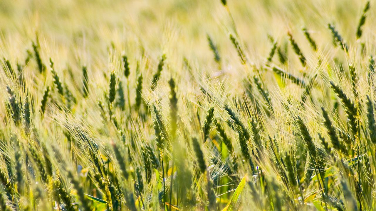 Your Wheat Crop Turning Yellow After First Irrigation Follow These Timely Measures