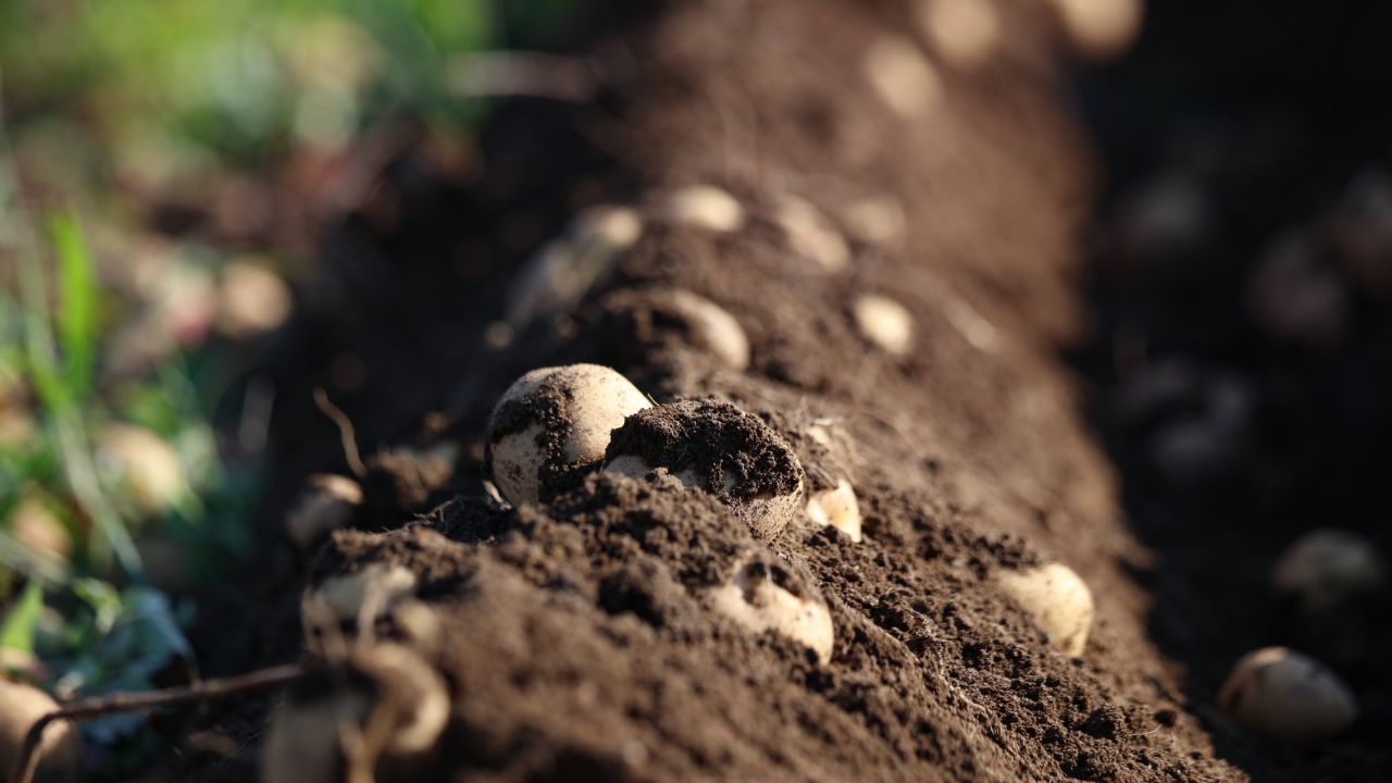 Potato Leaves Turning Brown During Foggy Weather Learn Causes And Prevention