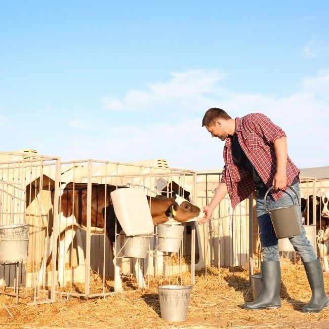 Pashupalan Khurak Chart, Cow Feeding Chart, Buffalo Feeding Chart