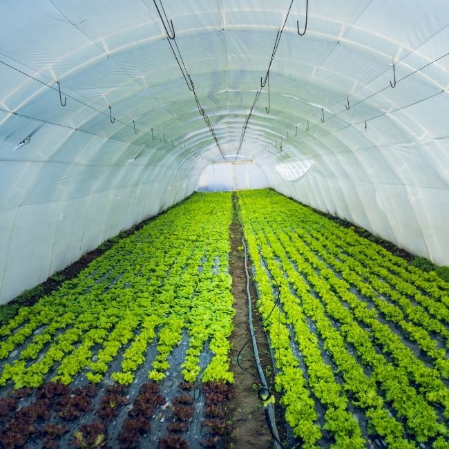 Polyhouse Farming, Government Subsidy,poleehaus par sabsidee kaise male