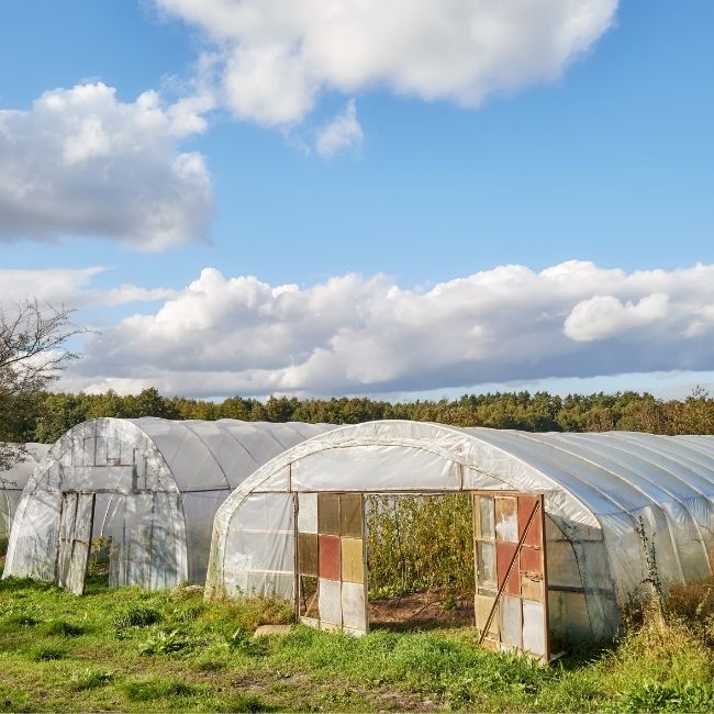 Polyhouse Farming, Government Subsidy, poleehaus par sabsidee kaise male